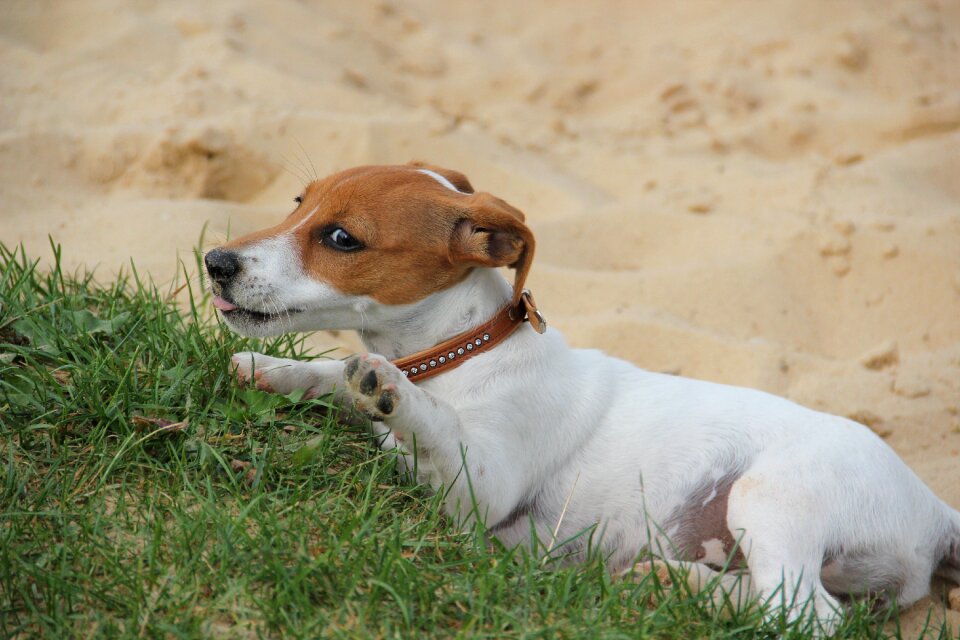 Dog puppy playful tired