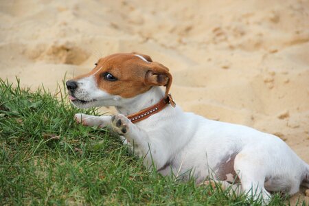 Dog puppy playful tired