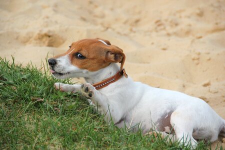 Dog puppy playful tired photo