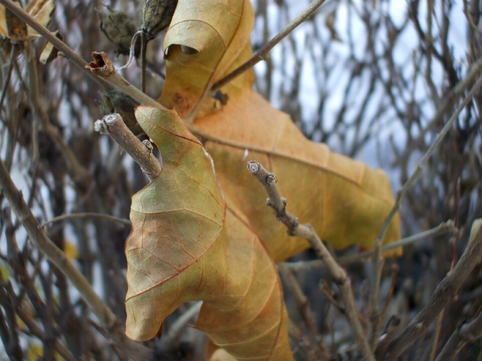 Leaf november photo