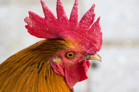 Poultry gockel close up