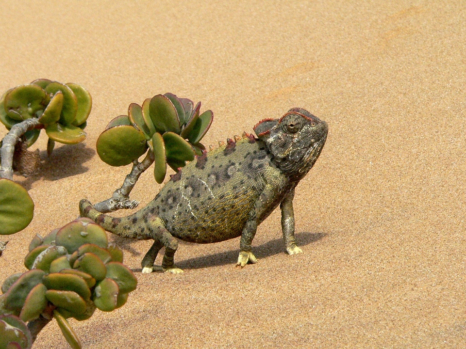 Animal desert sand