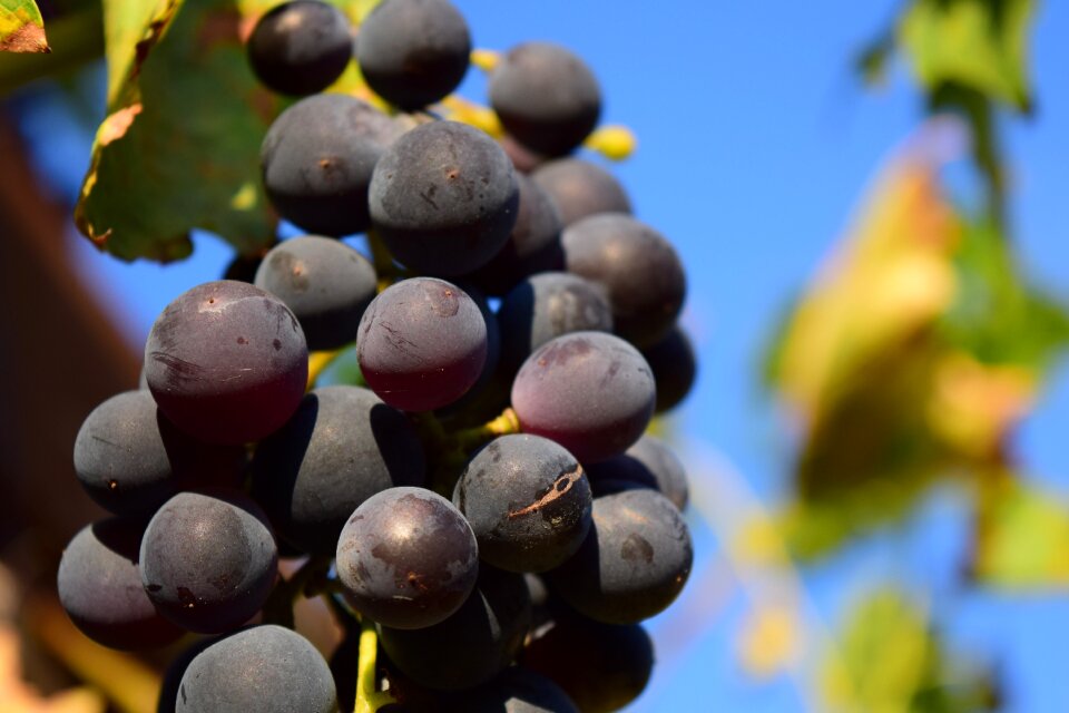 Fruit blue grapes winegrowing