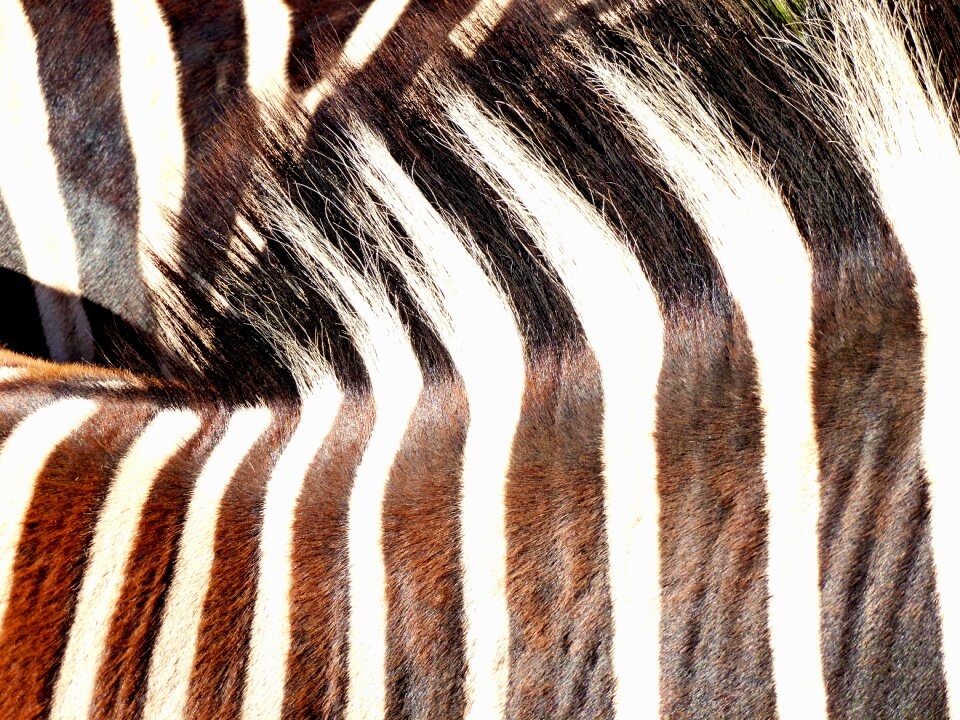 Striped nature crosswalk