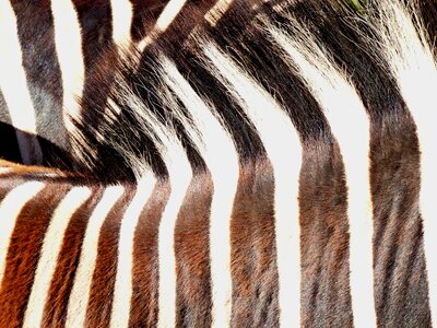 Striped nature crosswalk