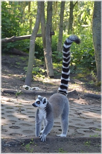 Exotic forest jungle