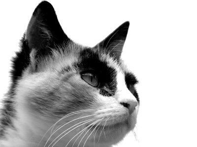 Pet fur kitty