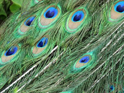 Bird tail plumage