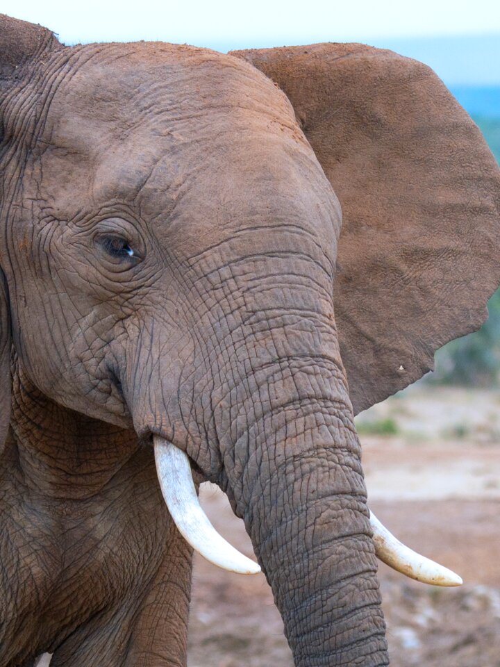 Addo national park elephant south africa
