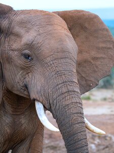 Addo national park elephant south africa