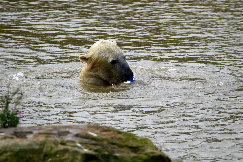 Polar mammal animal