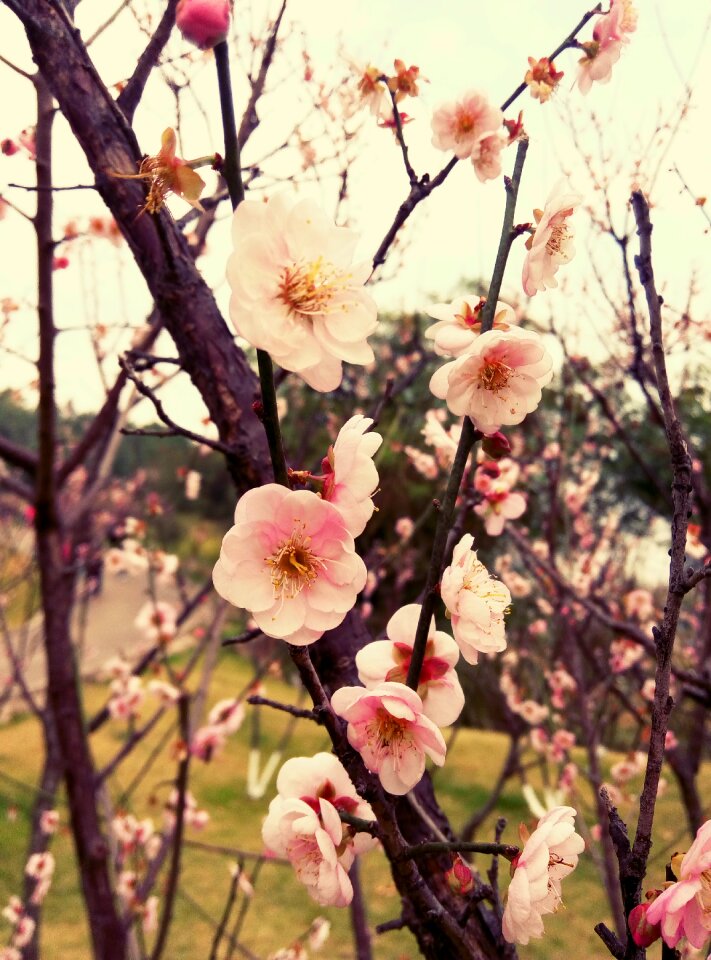 Plum blossom plum flower