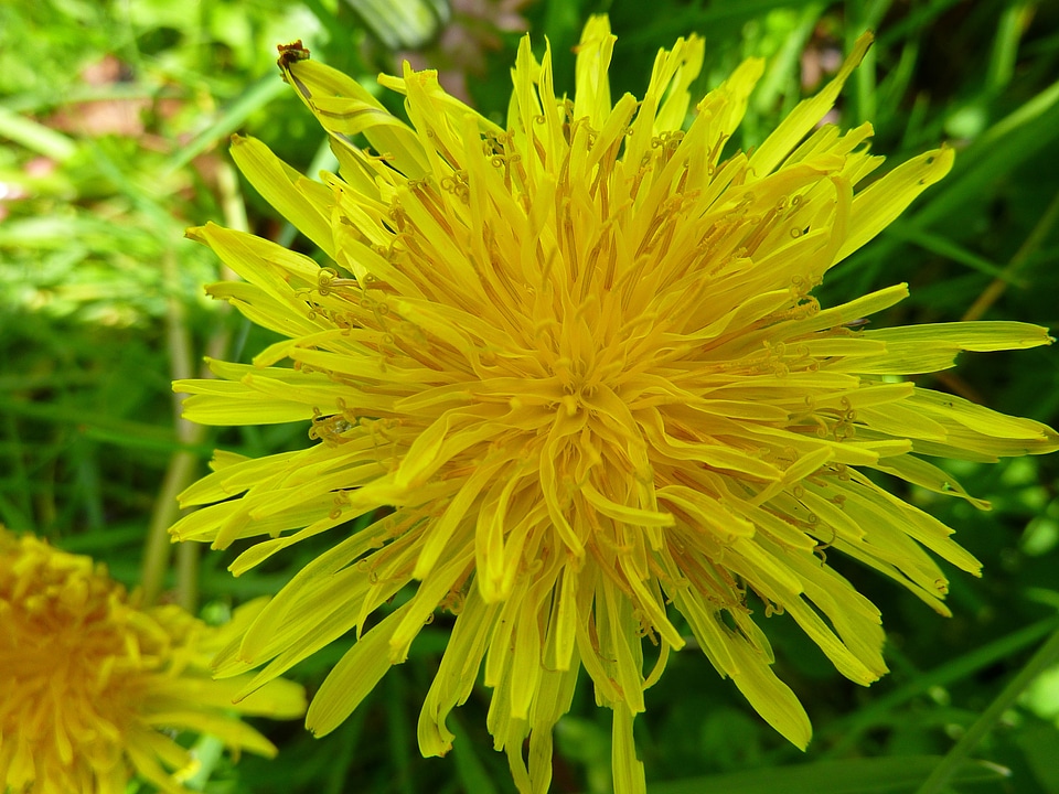 Blossom yellow nature