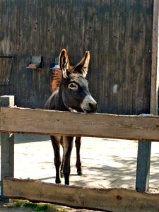 Animal beast of burden nature photo