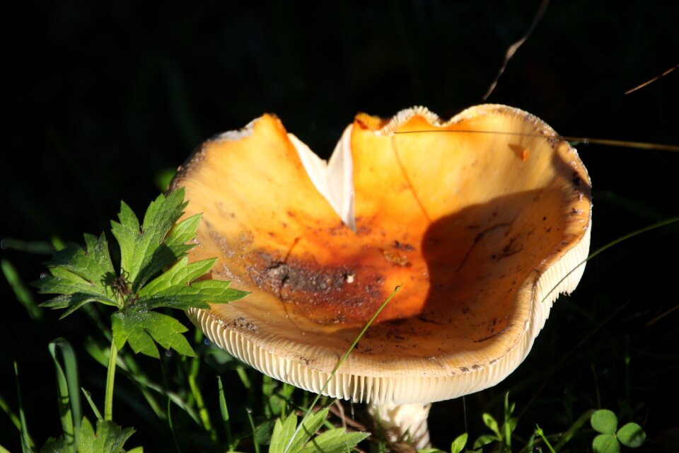 Autumn forest close up photo