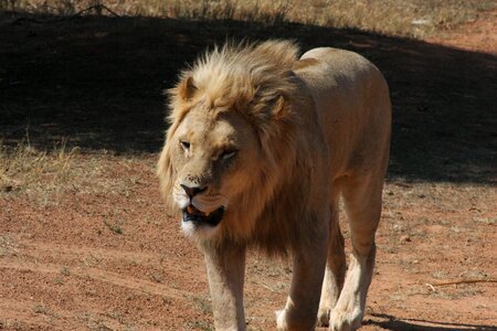 Mane lion photo