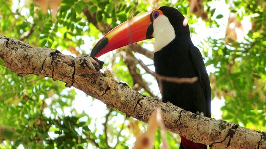Animal wildlife forest