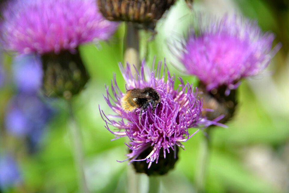 Bloom close up pollen