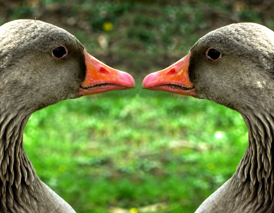 Bird water bird bill