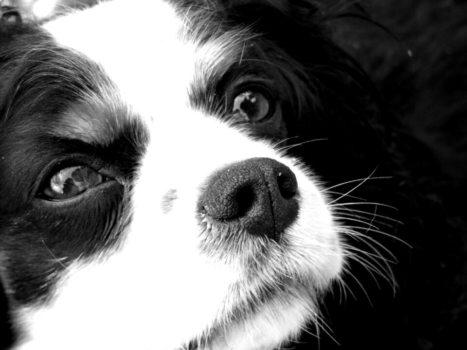 Purebred cute puppy