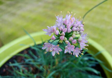 Bloom perennial allium cernuum