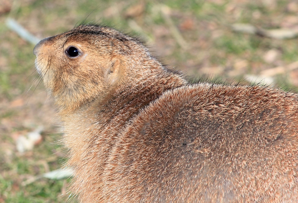 Animal wildlife wild