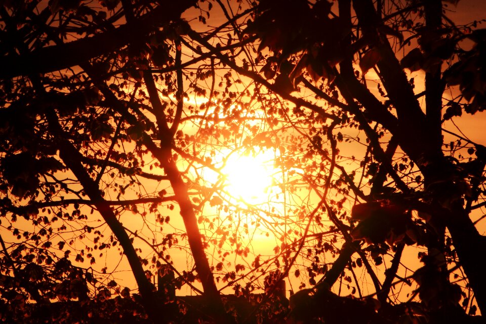 Sun trees sunset