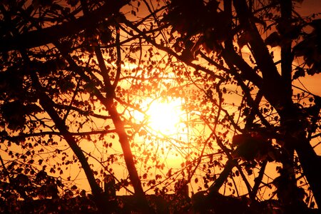 Sun trees sunset photo