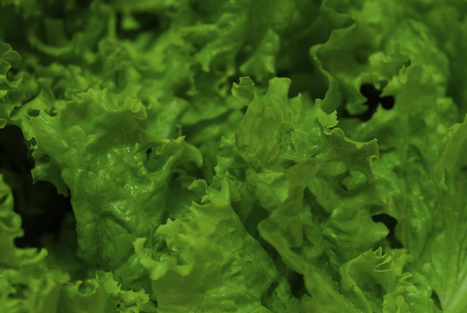 Greens organic farm healthy