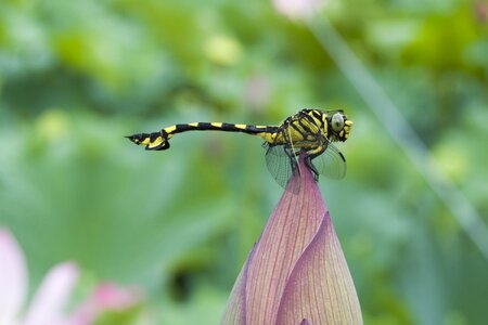 Dragonfly animal insect photo