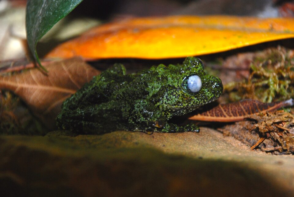 Green frog close up high