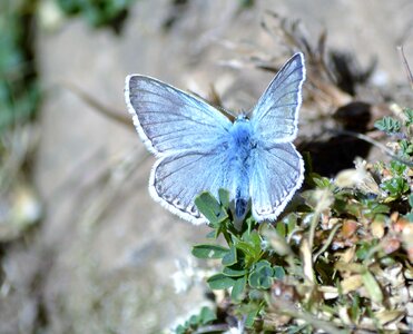 Butterfly pyrenees nature