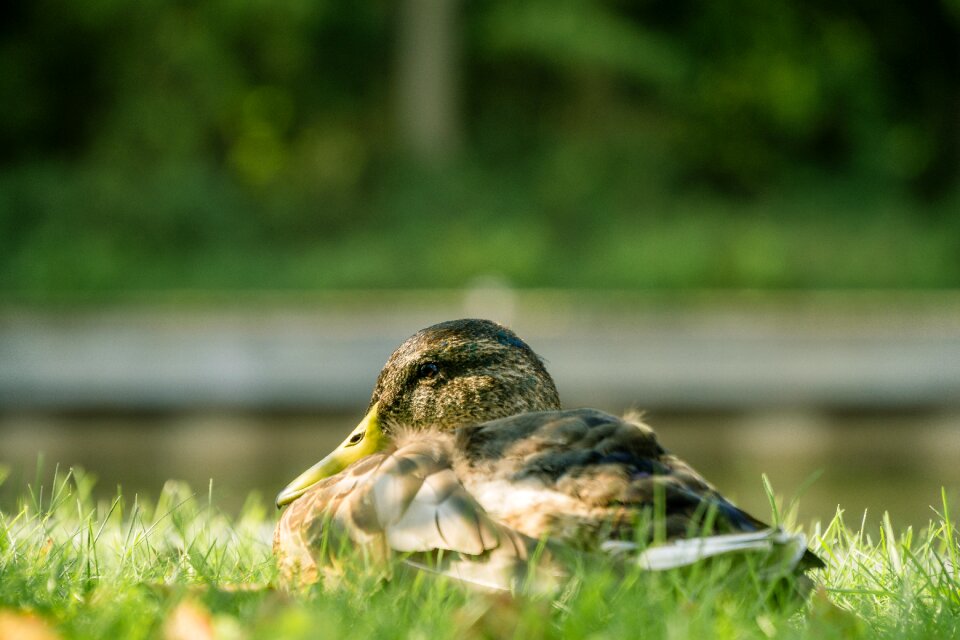 Nature animal close up