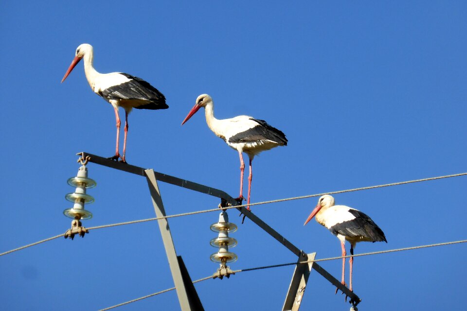 Stork spring portugal