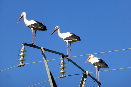 Stork spring portugal