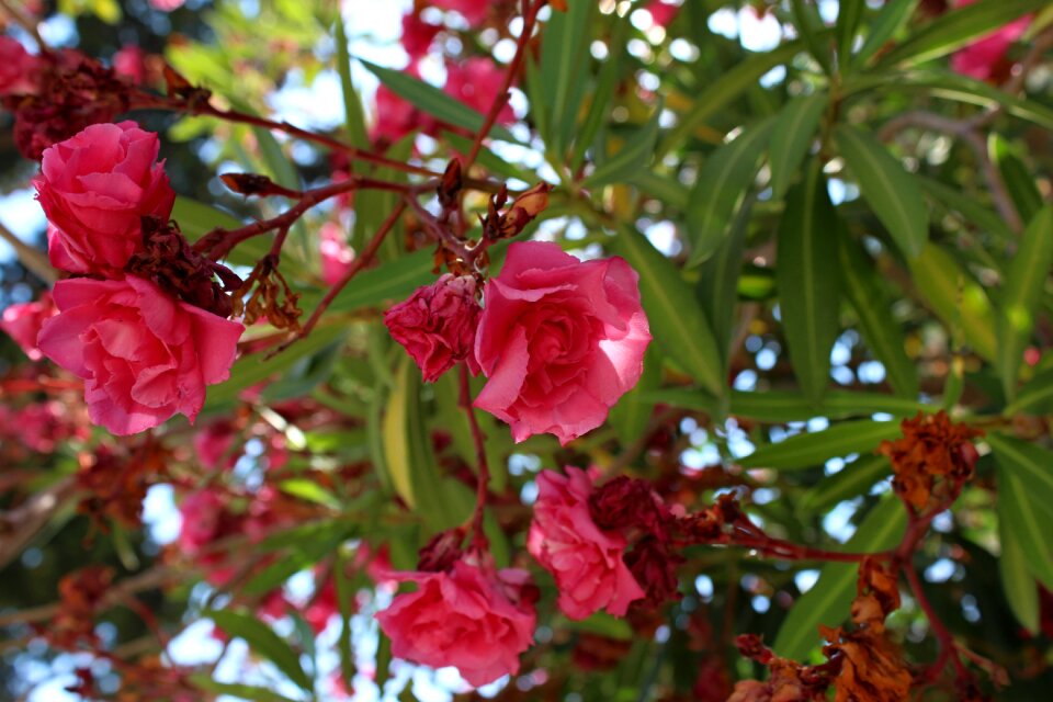 Nature flowers macro photo