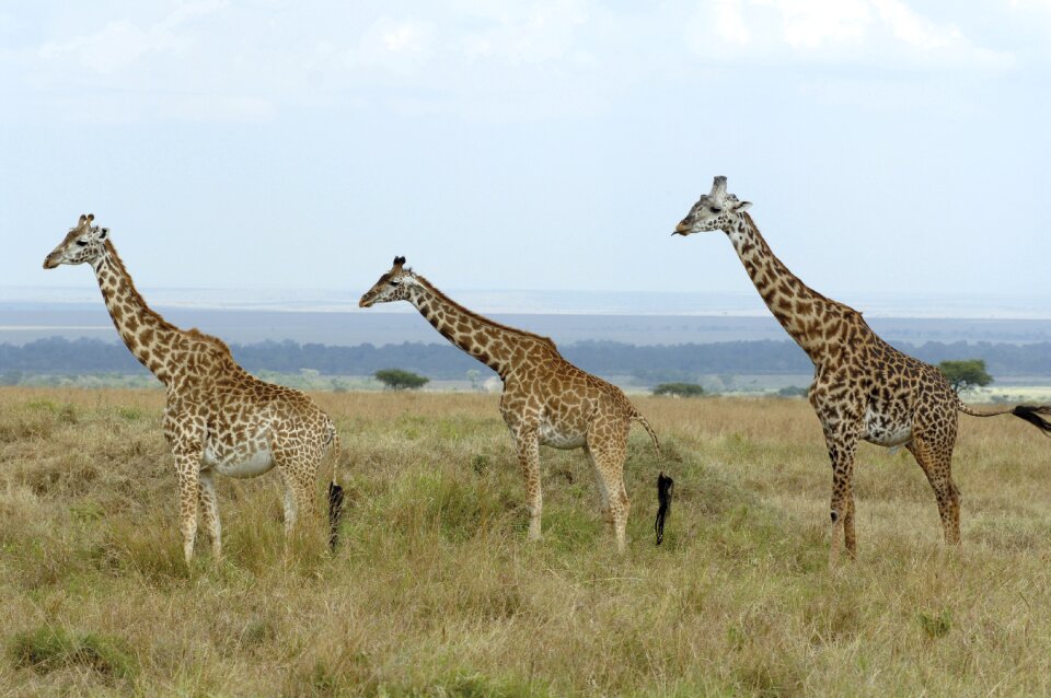 Giraffes savannah kenya