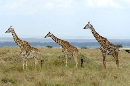 Giraffes savannah kenya photo