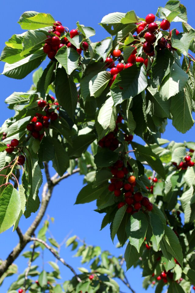 Cherry orchard lorraine