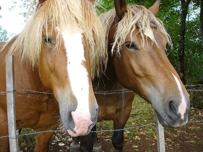 Horseback riding nature mane