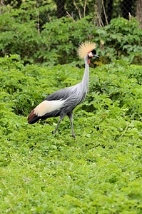 Wildlife symbol white