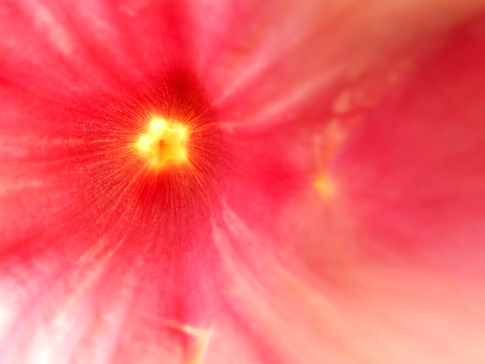 Red yellow middle