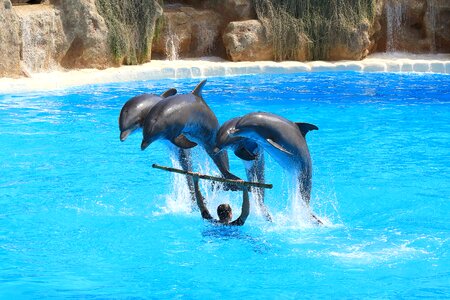 Herd jump dolphinarium