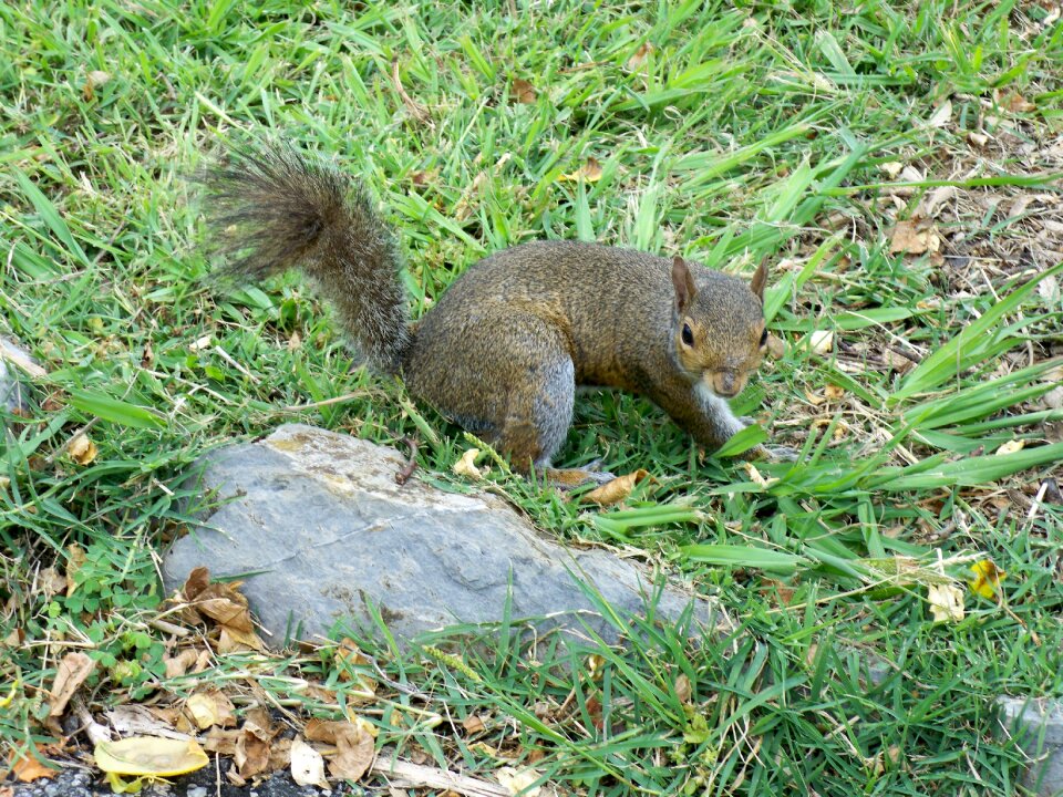 Nature park lively