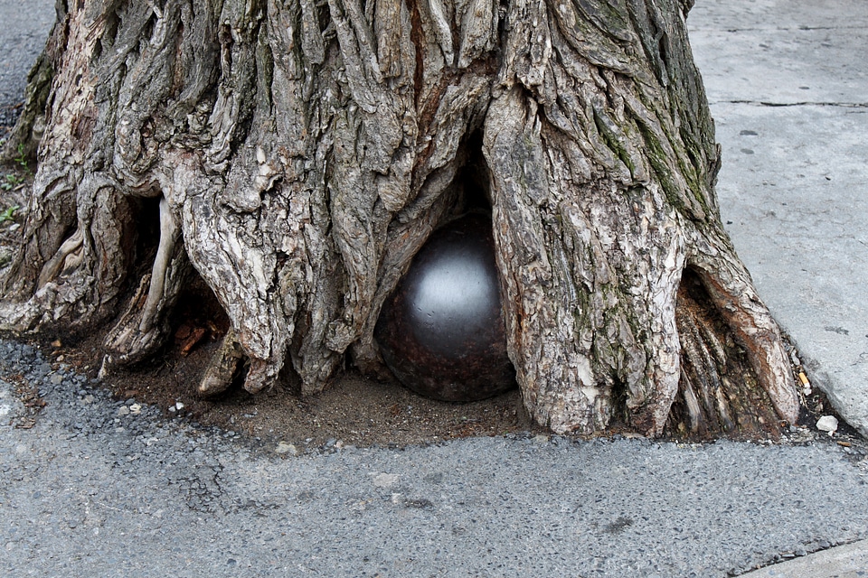 Cannonball root tree