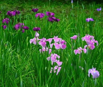 Pink bamboo green photo