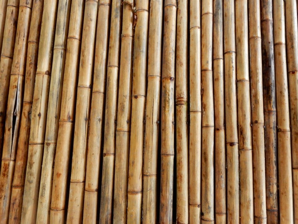 Bamboo rods bamboo cane bamboo wood photo