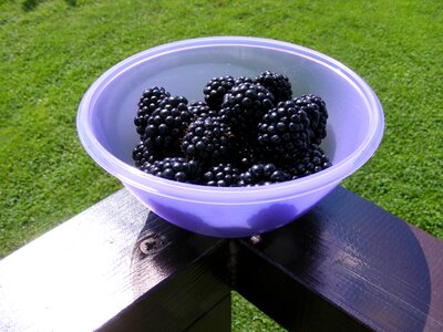 Fruit garden health
