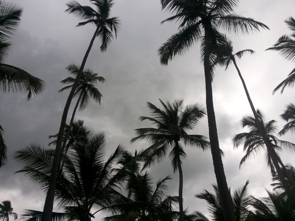 Beach coconut tree recife