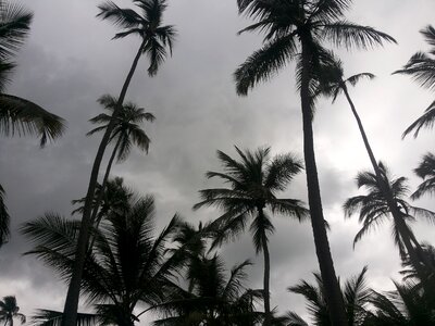 Beach coconut tree recife